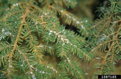 Hemlock wooly adelgids on a hemlock branch (appear as white fuzz on the branches)