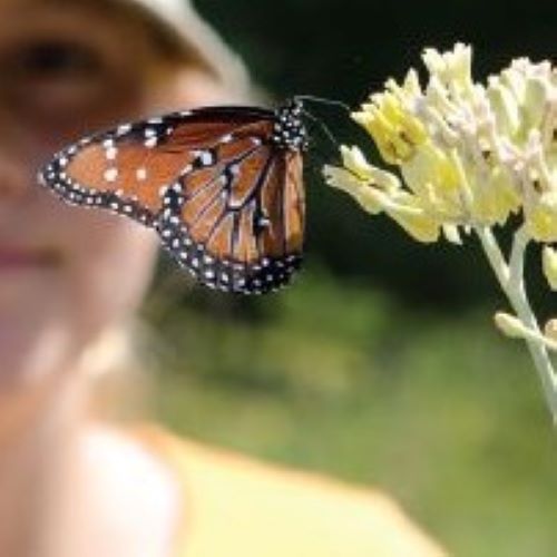 girl looking at monarch butterfly