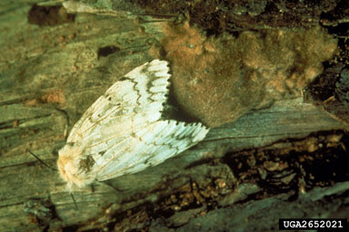 Adult female spongy month is shown on bark, with her egg mass.