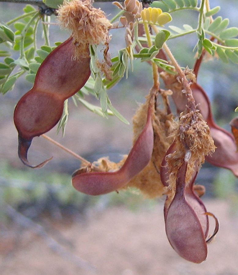 Seed pods