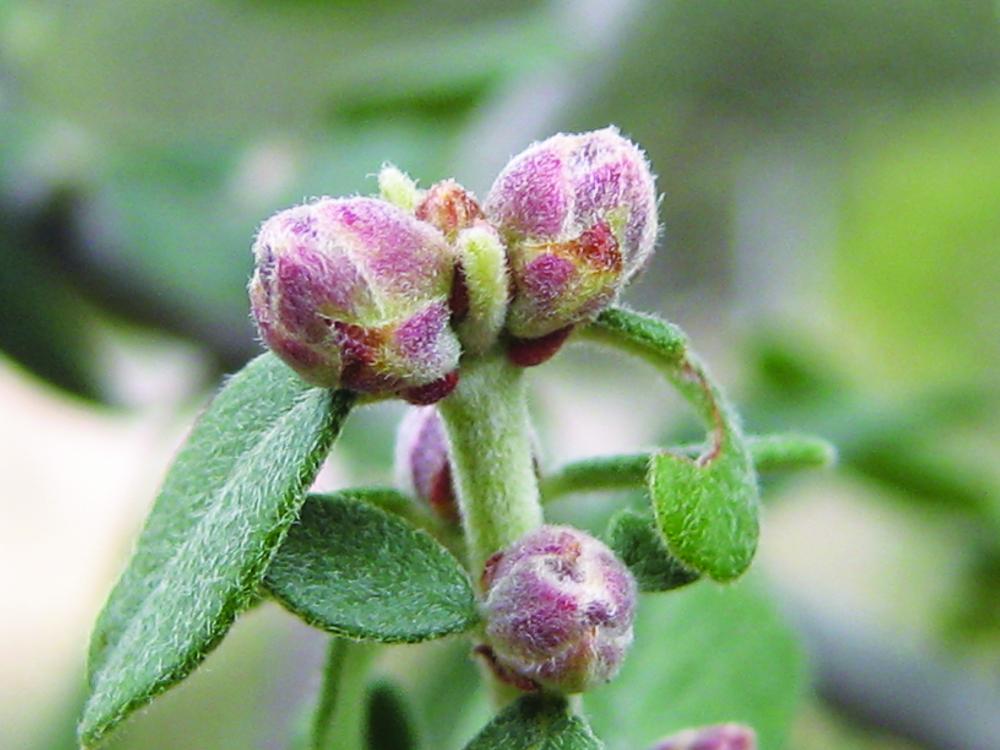 Winter buds