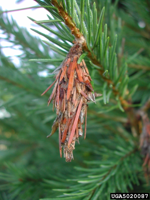 A bagworm bag, containing an overwintering female and her eggs, hangs from an evergreen tree.