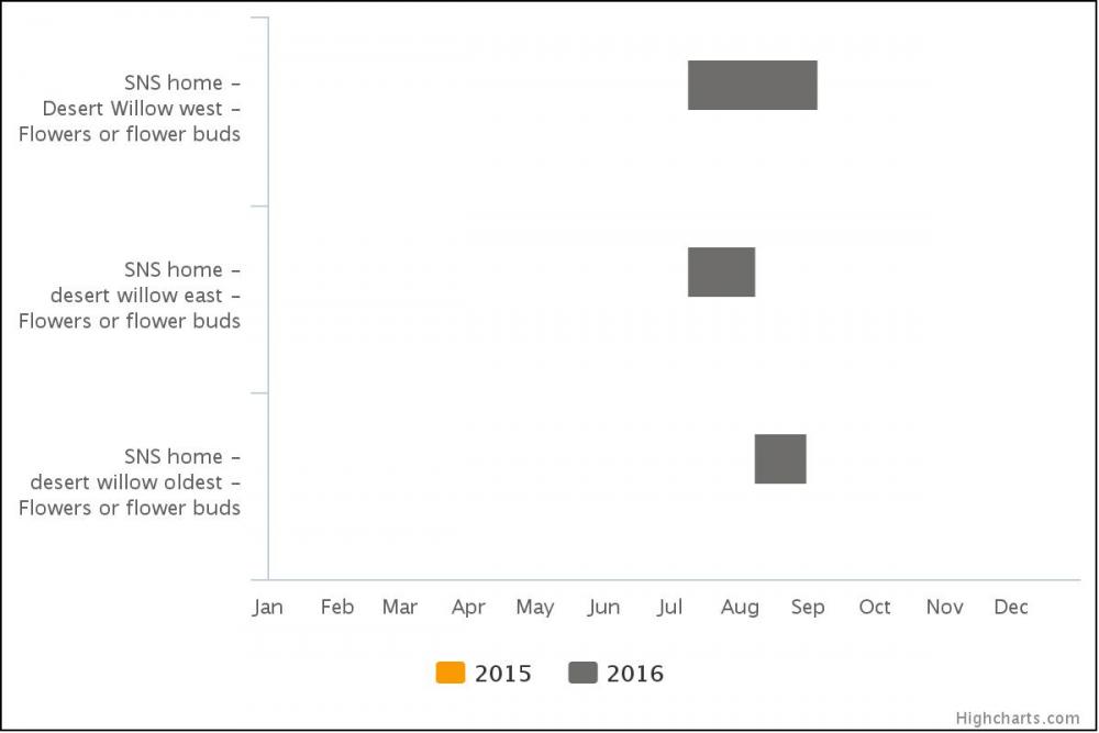 Phenology calendar of desert willow