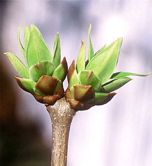 Lilac breaking leaf buds