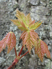 Red maple leaves