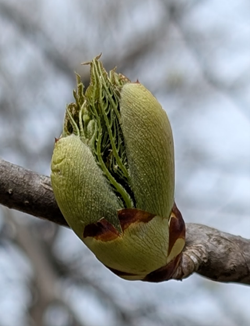 Close up of buckeye leaf buds
