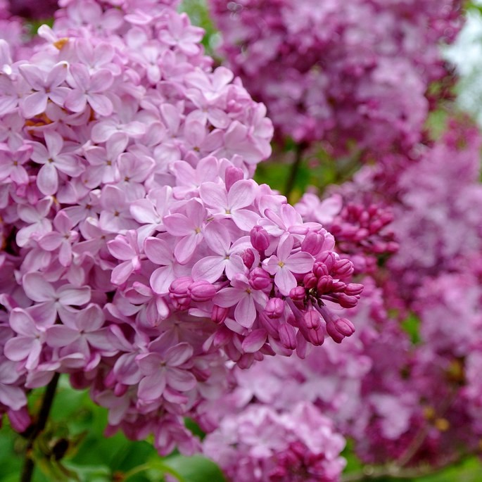 Lilac flowers 