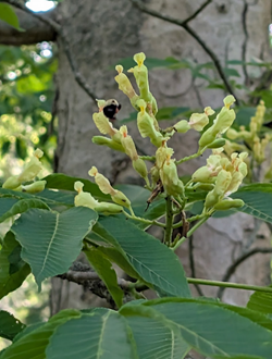 Linden tree fruits