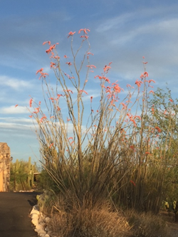 An ocotillo topped by bring orange flower clusters stands out in front of a blue sky