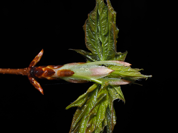 Close up of sugar maple emerging leaves