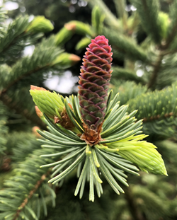 Close up of developing spruce cone