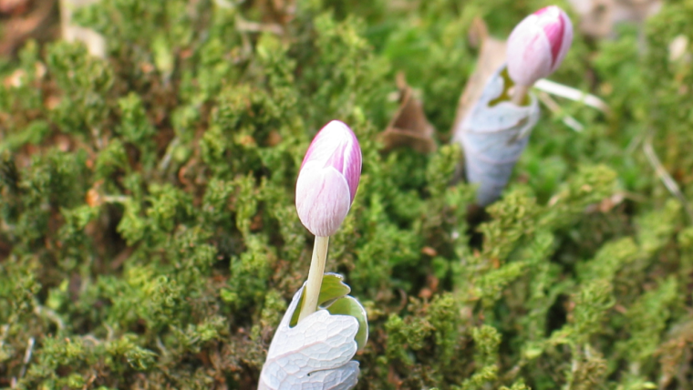 Bloodroot flowers emerging